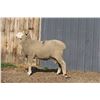 Image 2 : Sampsel Livestock - 2 of 2 Targhee Ram