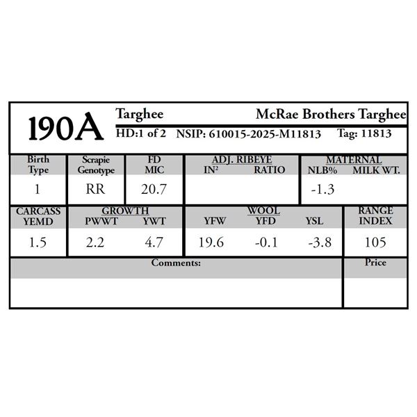 McRae Brothers - 1 of 2 Targhee Ram