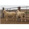 Image 2 : McRae Brothers - 2 of 2 Targhee Ram