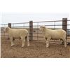 Image 2 : McRae Brothers - 1 of 2 Targhee Ram