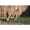 Image 2 : Hughes Newford Co. - 1 Targhee Ram