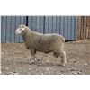 Image 2 : Hughes Newford Co. - 2 of 2 Targhee Ram