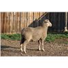 Image 2 : Hughes Newford Co. - 2 of 2 Targhee Ram