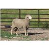 Image 2 : Sampsel Livestock - 2 of 2 Targhee Ram