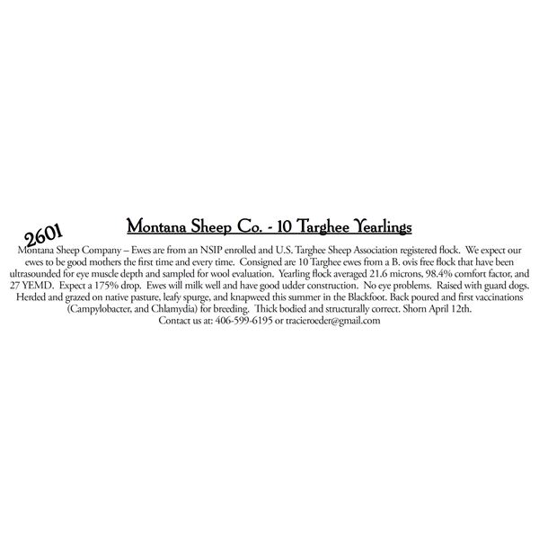 Montana Sheep Co.  - 10 HD Targhee Yearlings