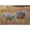 Image 2 : Montana Sheep Co.  - 10 HD Targhee Yearlings