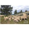 Image 3 : Montana Sheep Co.  - 10 HD Targhee Yearlings