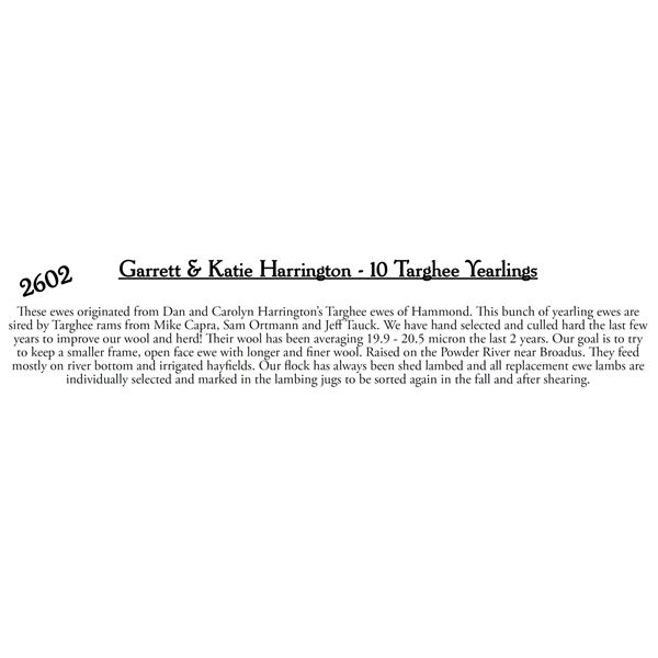 Garrett & Katie Harrington - 9 Targhee Yearlings