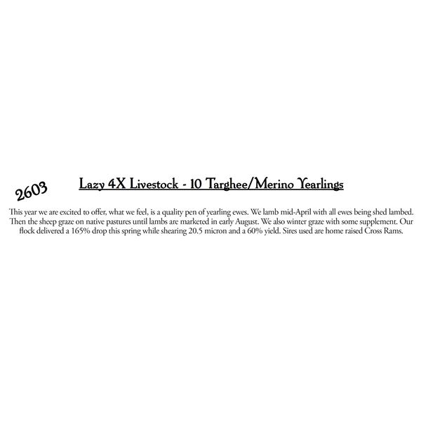 Lazy 4X Livestock  - 10 HD Targhee/Merino Yearlings