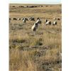 Image 2 : Michelle Hersrud  - 10 HD Targhee Yearlings