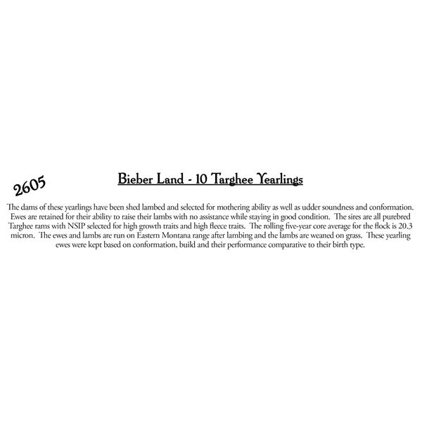 Bieber Land  - 10 HD Targhee Yearlings