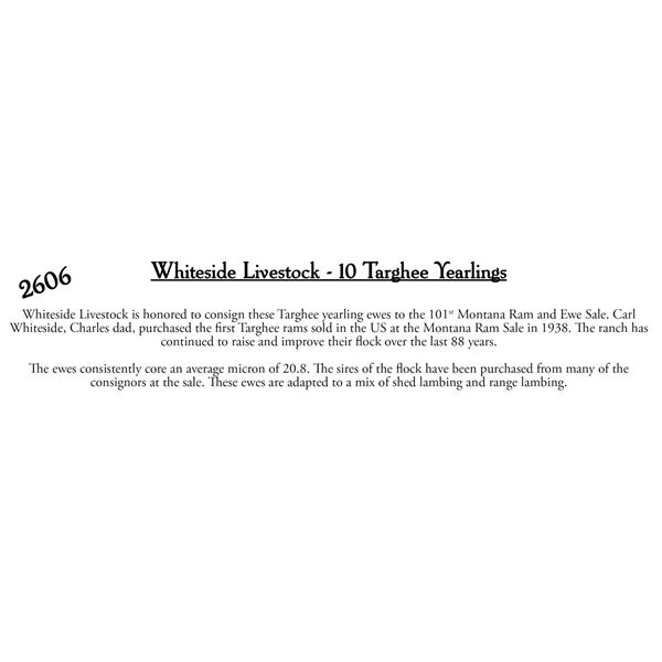 Whiteside Livestock Co.  - 10 HD Targhee Yearlings