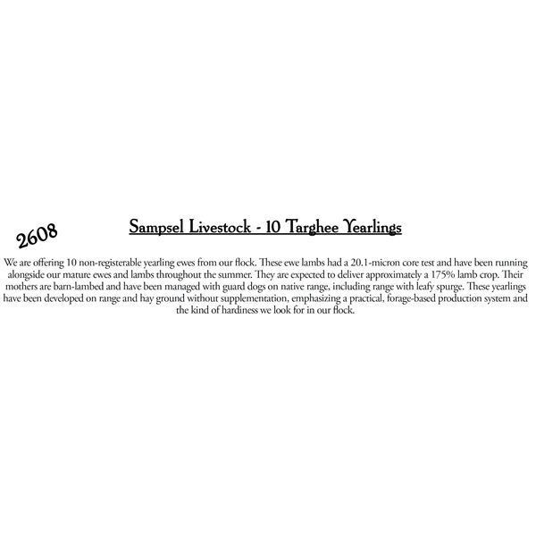 Sampsel Livestock  - 10 HD Targhee Yearlings