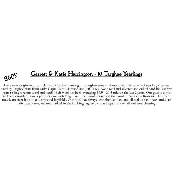 Garrett & Katie Harrington - 9 Targhee Yearlings