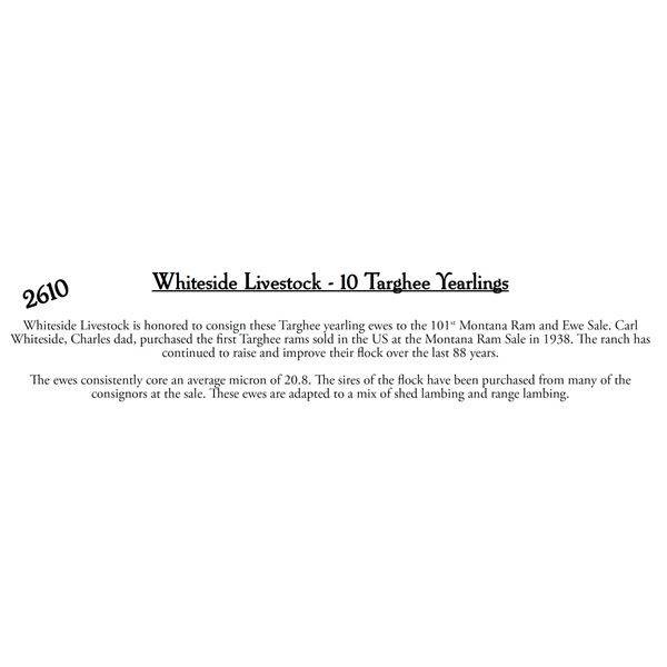 Whiteside Livestock Co.  - 10 HD Targhee Yearlings