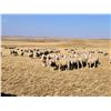 Image 2 : Whiteside Livestock Co.  - 10 HD Targhee Yearlings