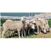 Image 2 : Montana Agriculture Experiment Station  - 10 HD Western Whiteface Yearlings