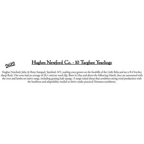 Hughes Newford Co.  - 10 HD Targhee Yearlings