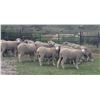 Image 2 : Hughes Newford Co.  - 10 HD Targhee Yearlings