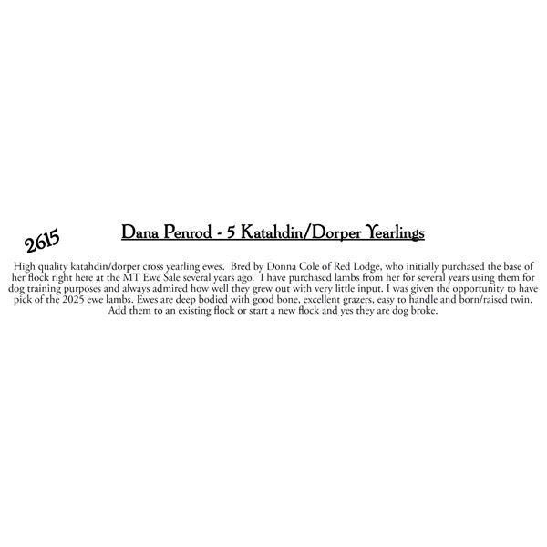 Dana Penrod  - 5 HD Katahdin/Dorper Yearlings