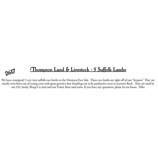 Thompson Land & Livestock  - 5 HD Suffolk Lambs