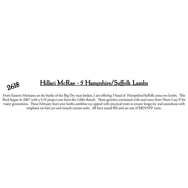 Hillari McRae  - 5 HD Hampshire/Suffolk Lambs