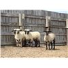 Image 2 : Hillari McRae  - 5 HD Hampshire/Suffolk Lambs