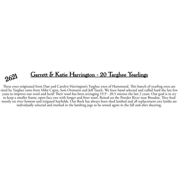 Garrett & Katie Harrington  - 20 HD Targhee Yearlings