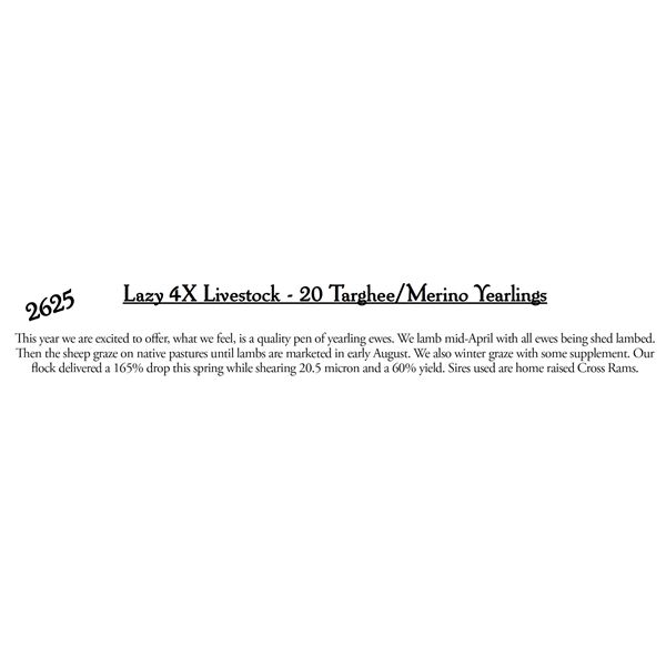 Lazy 4X Livestock  - 20 HD Targhee/Merino Yearlings