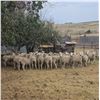 Image 2 : Paugh Inc.  - 20 HD Targhee Yearlings