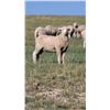 Image 2 : Joe & Nadine Nemitz  - 20 HD Targhee Yearlings