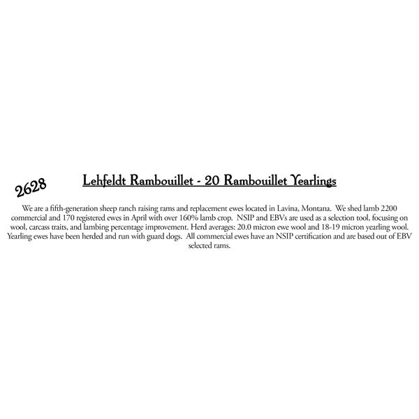 Lehfeldt Rambouillet  - 20 HD Ramboillet Yearlings
