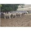 Image 2 : Paugh Inc.  - 20 HD Targhee Yearlings