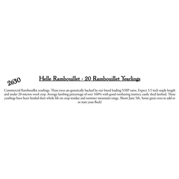 Helle Rambouillet  - 20 HD Ramboillet Yearlings