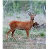 Image 1 : 5-Day Serbian Roe Deer Hunt and Tourism Adventure for 2 Hunters or 1 Hunter/1 Observer