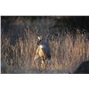 Image 1 : 3-Day Texas Whitetail Deer Hunt for 1 Hunter