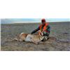 Image 2 : 3-Day Colorado Pronghorn Hunt for 1 Hunter