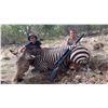 Image 5 : 5-Day Namibia Zebra and Multiple Antelope Hunt for 1 Hunter