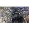 Image 4 : Maine Fall Baited Black Bear Hunt for 1