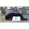 Image 5 : Maine Fall Baited Black Bear Hunt for 1