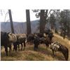 Image 2 : 5-Day Idaho Horse-Back with Hounds 2 Bear Hunt for 2 Hunters