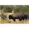 Image 1 : 2-Day New Mexico Bison Hunt for 1 Hunter