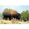 Image 2 : 2-Day New Mexico Bison Hunt for 1 Hunter