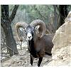 Image 1 : 3-day Spain 2 Mouflon Hunt for 2 Hunters