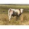 Image 2 : K Griffith Ranching - 540# Steer Calves - 105 Head (Delia, AB)