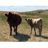 Image 5 : K Griffith Ranching - 540# Steer Calves - 105 Head (Delia, AB)