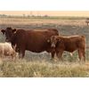 Image 5 : Greg Kelts - 610# Steer Calves - 85 Head (Consort, AB)