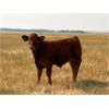 Image 2 : Naco Farms - 620# Steer Calves - 80 Head (Consort, AB)