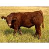 Image 3 : Naco Farms - 620# Steer Calves - 80 Head (Consort, AB)