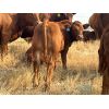 Image 5 : Naco Farms - 620# Steer Calves - 80 Head (Consort, AB)